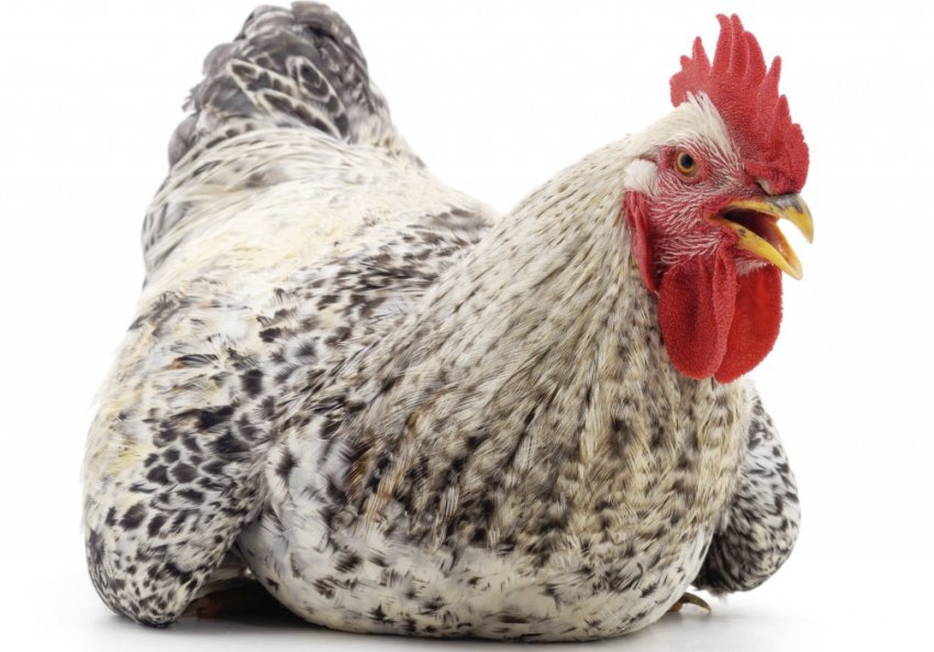 Кольоровий бройлер