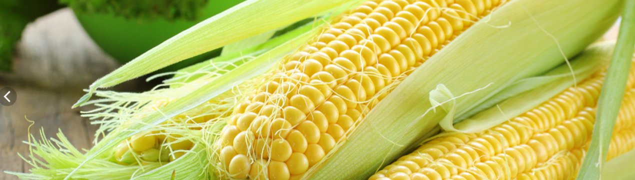 Кенія переглядає свою заборону на ГМО-культури