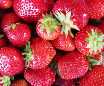 Особливості посадки і догляду за полуницею сорти Медова