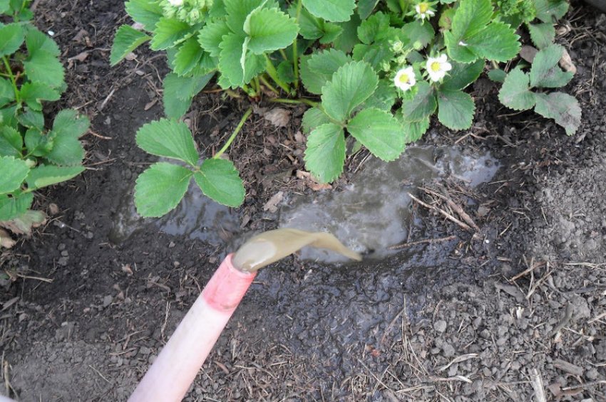 Підживлення капусти