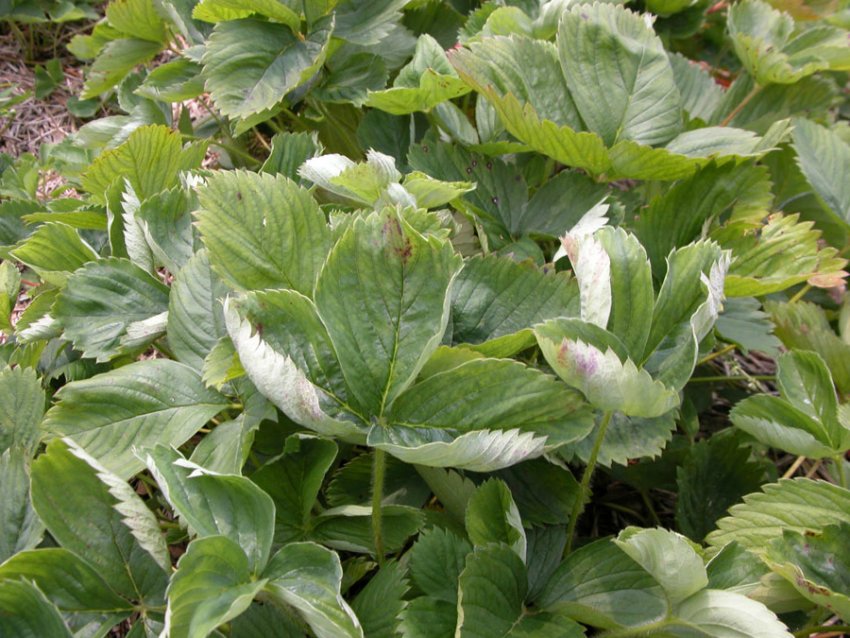 Борошниста роса на полуниці Борошниста роса на полуниці