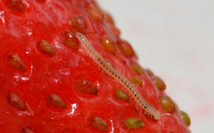 Нематода на полуниці Нематода на полуниці