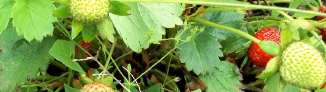 Особливості посадки і догляду за полуницею Остара