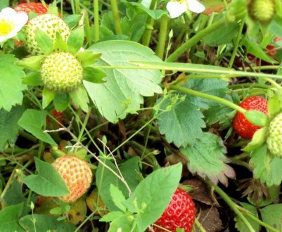 Особливості посадки і догляду за полуницею Остара