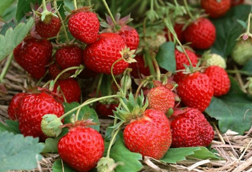 Полуниця Остара