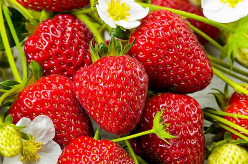 Полуниця Остара