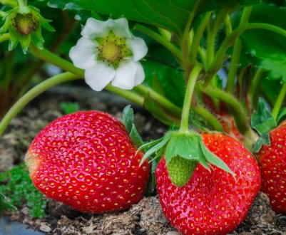  Опис і характеристика сортів полуниці для середньої смуги