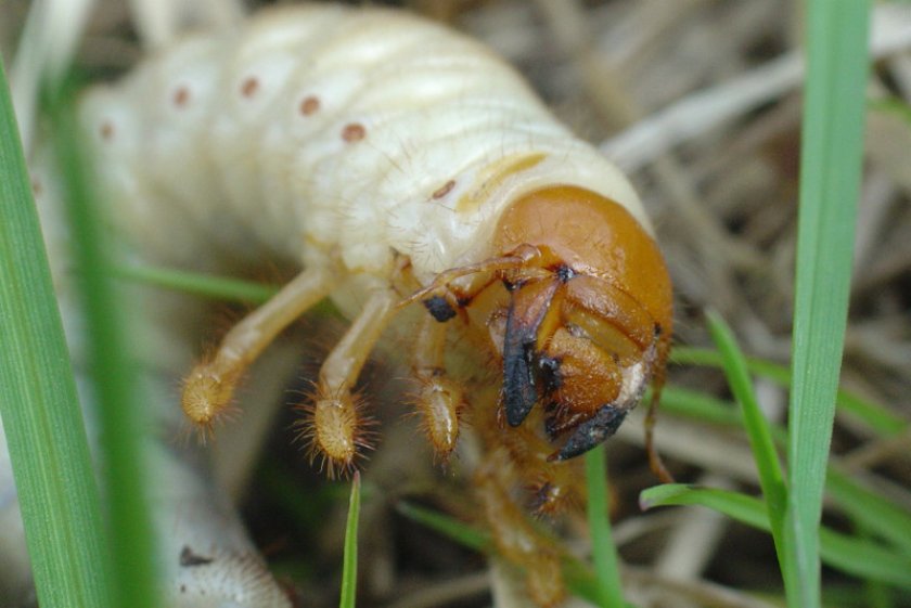 размер личинки майского жука