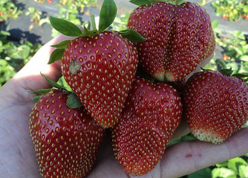 Полуниця сорту Сударушка