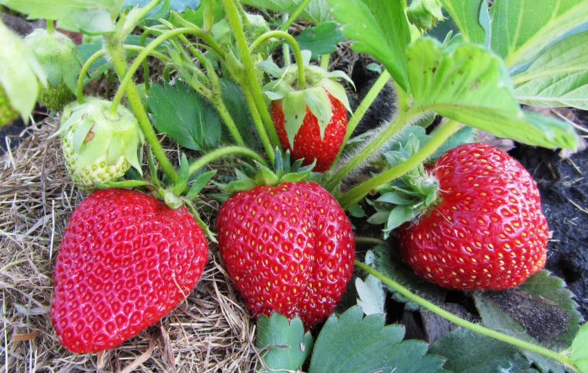 Полуниця Медова Полуниця Медова