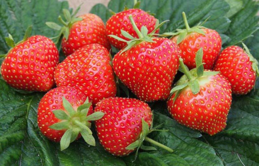 Полуниця сорту Ельсанта