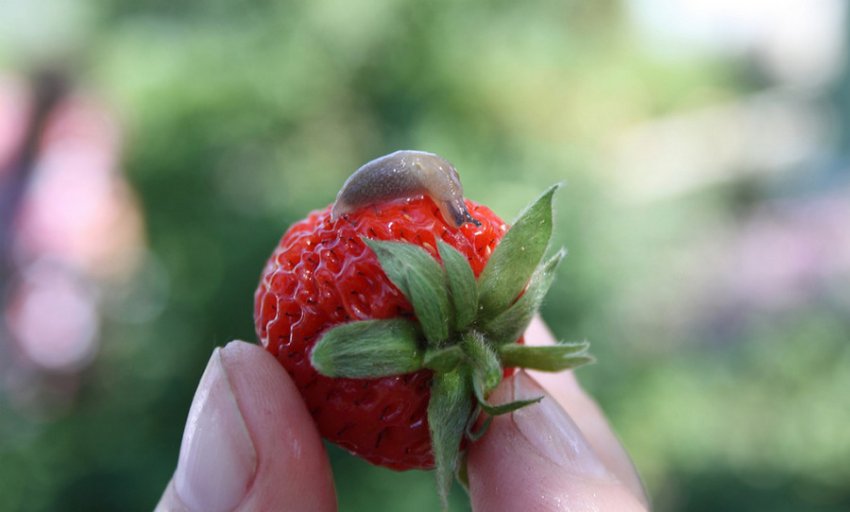 Slug на полуниці