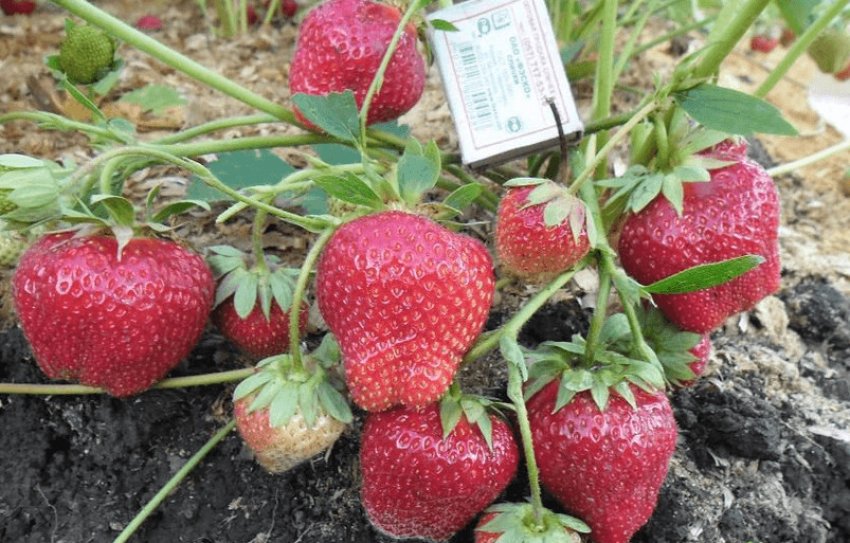 Полуниця сорту Дарселект