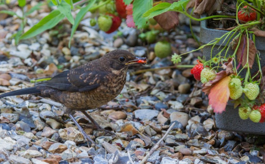 Птах-шкідник