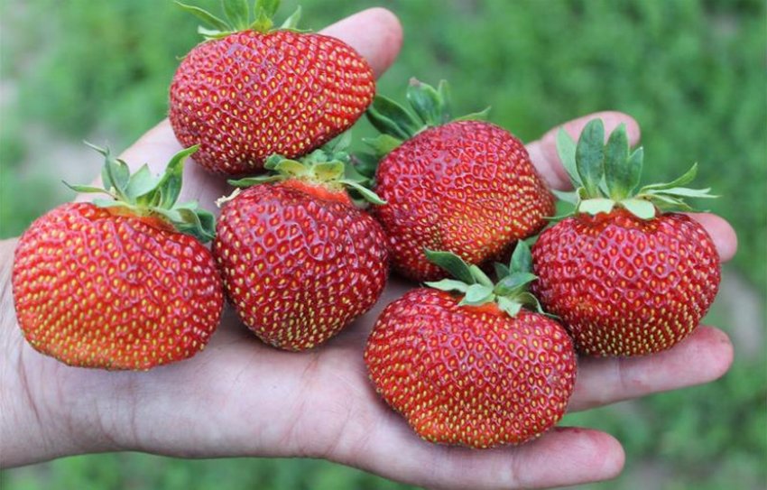 Полуниця сорту Полка