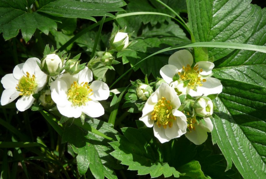 Цвітіння полуниці