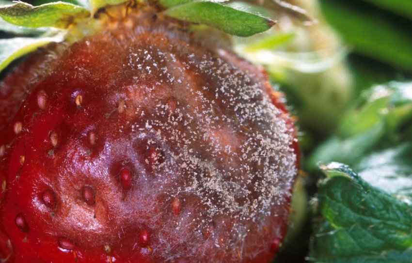 Сіра гниль суниці