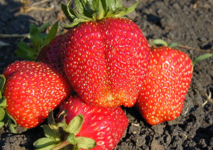 Полуниця сорту Мальвіна