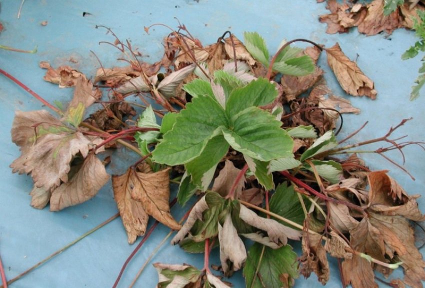 Вертициллез