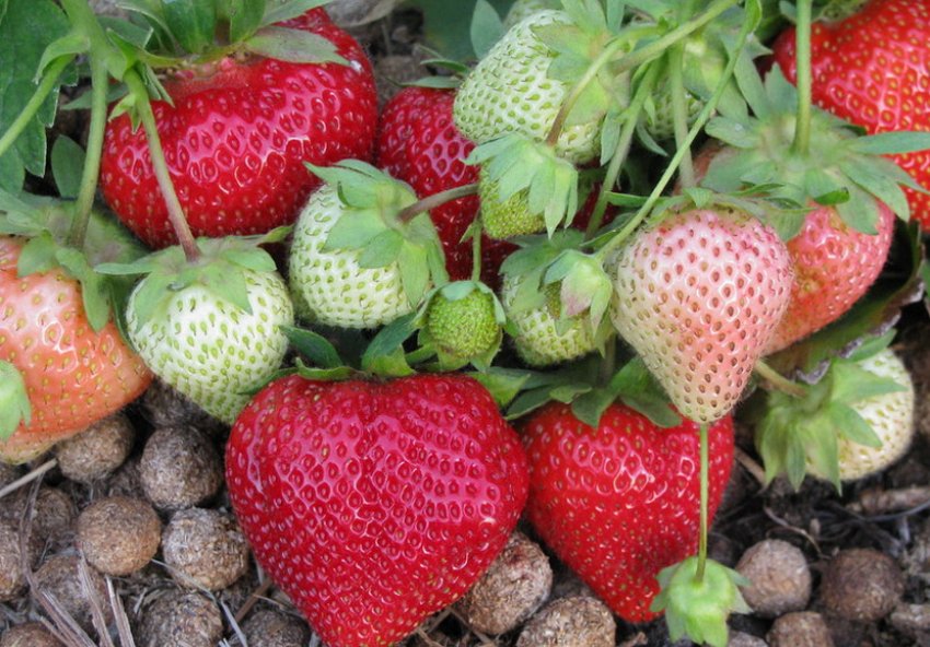 Полуниця сорту Великобританія