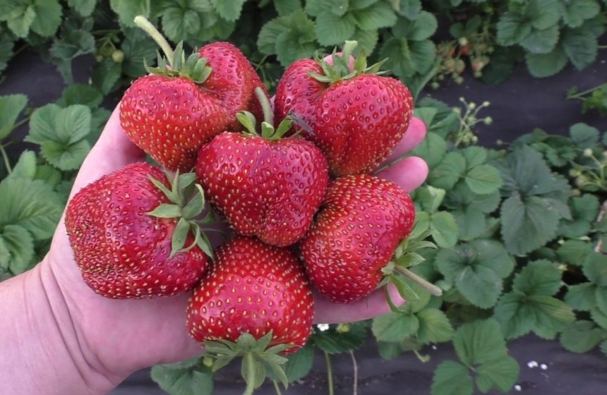 Полуниця сорту Кісс Нелліса