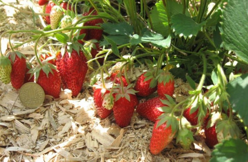 Полуниця сорту Чудова