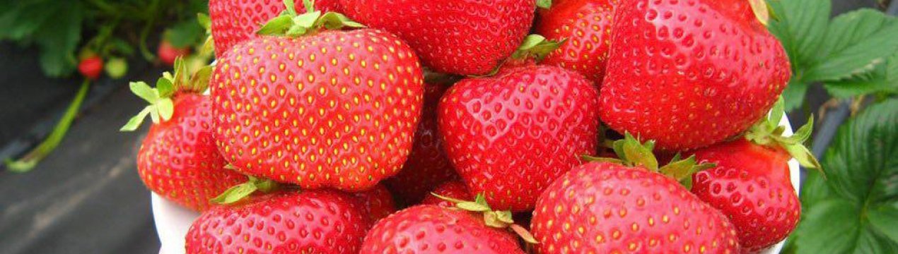 Полуниця сорту Элиане: характеристика та особливості вирощування