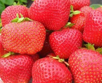 Полуниця сорту Элиане: характеристика та особливості вирощування