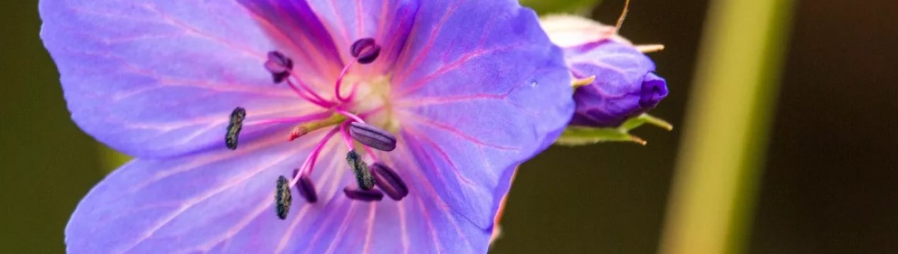 У США державне агентство не вважає гліфосат концерогеном