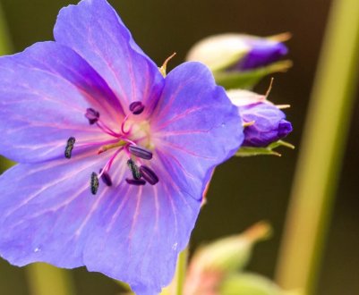 У США державне агентство не вважає гліфосат концерогеном