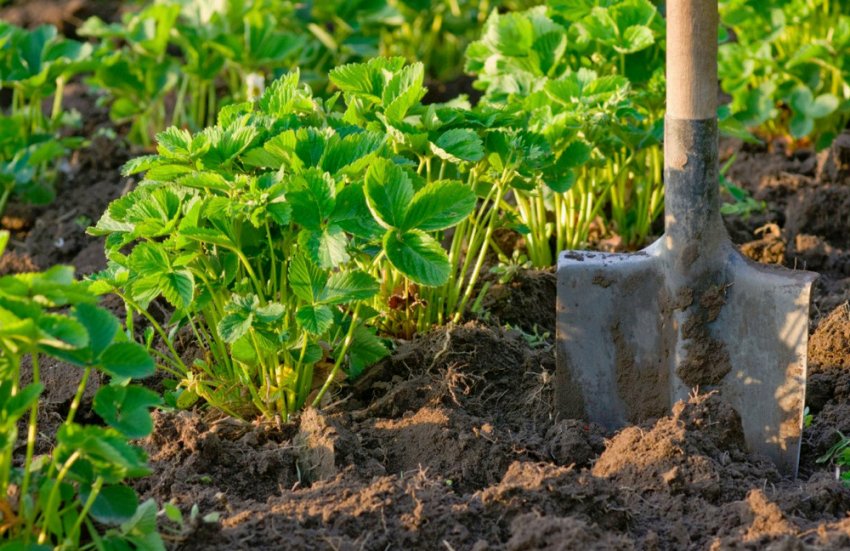 Ділянку для посадки полуниці