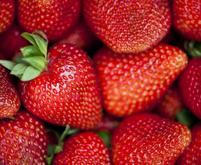 Вирощування і догляд за полуницею сорти Капрі