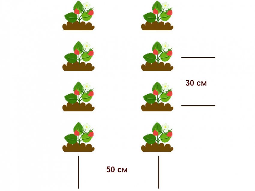Схема посадки полуниці