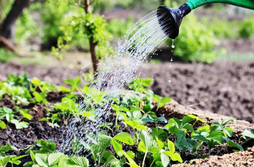 Полив полуниці