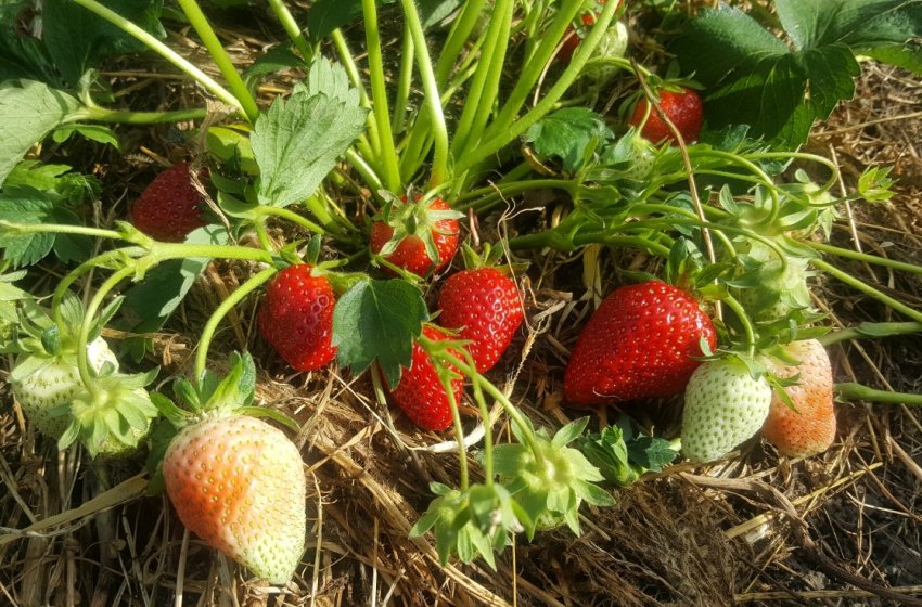 Полуниця сорту Клері