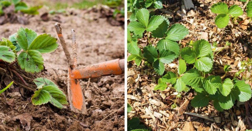 Розпушування і мульчування полуниці