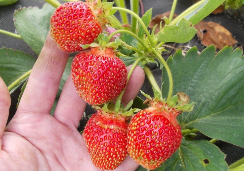 Полуниця сорту Юнія Смайдс