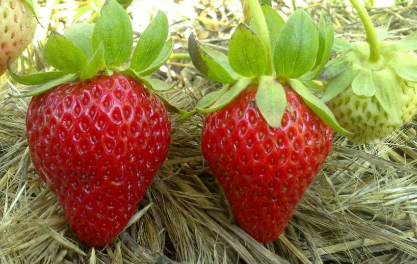 Полуниця сорту Онега