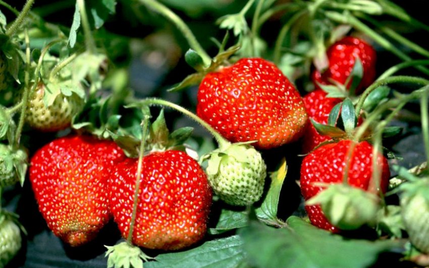 Полуниця сорту Мармеладу