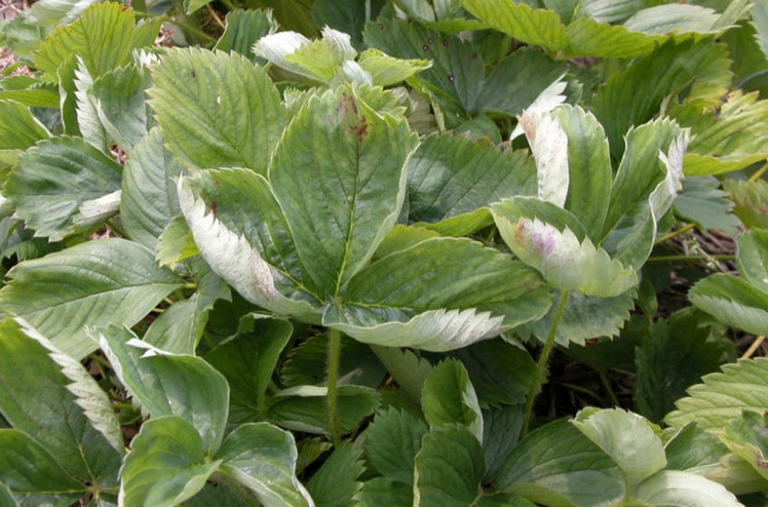 Борошниста роса на листі полуниці