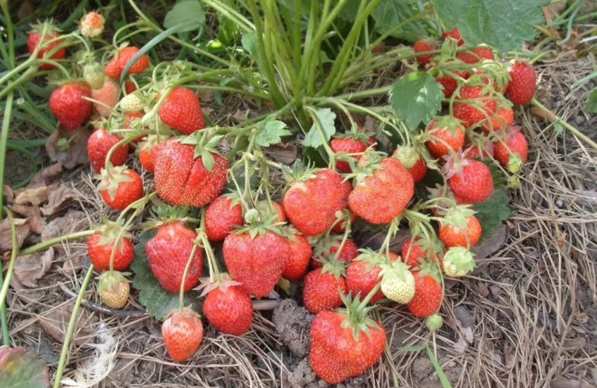 Полуниця сорту Симфонія