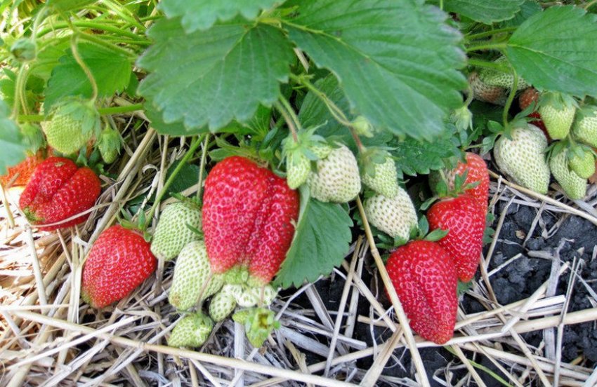 Полуниця сорту Роксана