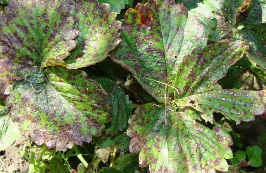 Бура плямистість на листках полуниці