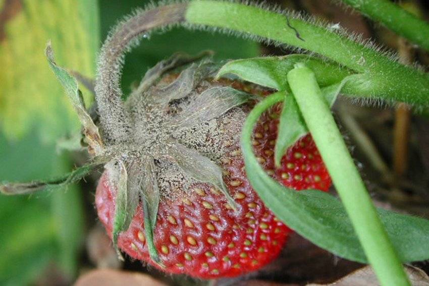 Сіра гниль на суниці