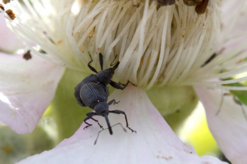 Суничний довгоносик на полуниці