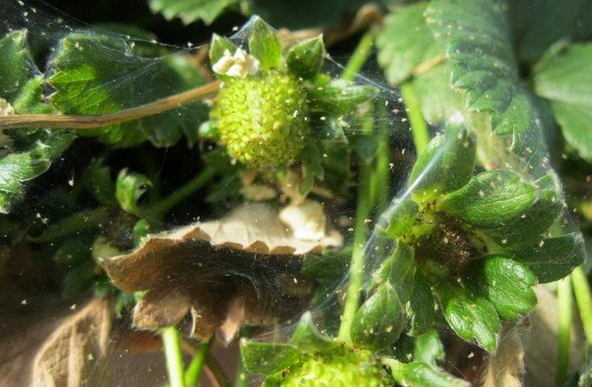 Павутинний кліщ на листках полуниці