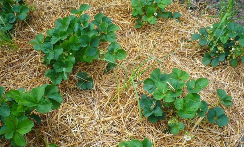 Мульчування полуниці