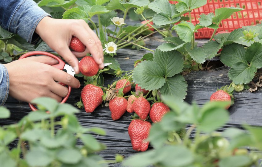 Збір врожаю полуниці