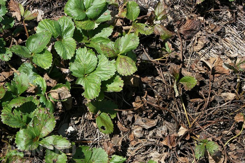 Сунична нематода на листках полуниці