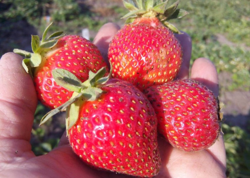 Полуниця Остара